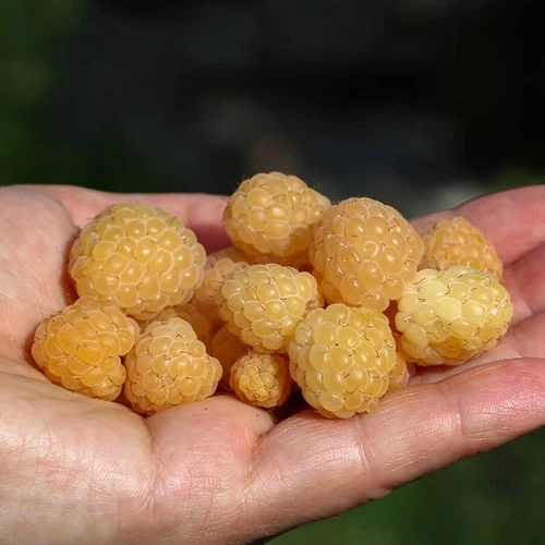 Rubus 'Fall Gold' Raspberry 4 Rubus 'Fall Gold' Raspberry - Image 2