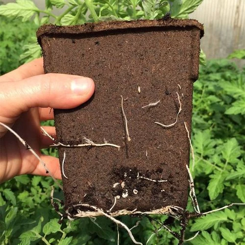 CowPots 4-inch Tall Biodegradable - Pack Of 22 5 CowPots 4-inch Tall Biodegradable - Pack Of 22 - Image 3