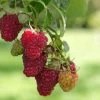 Rubus Meeker Raspberry -Botanical Bliss 26438