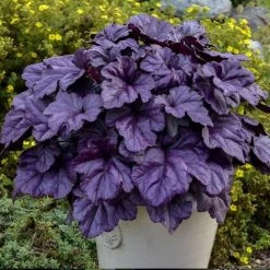 Heuchera Dolce® 'Wildberry'