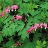 Dicentra Spectabilis -Botanical Bliss 26697
