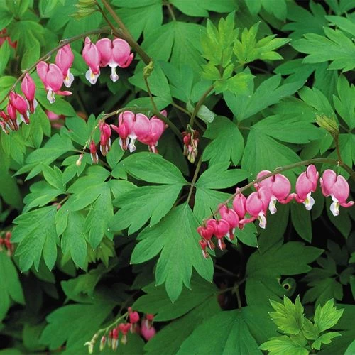 Dicentra Spectabilis 3 Dicentra Spectabilis
