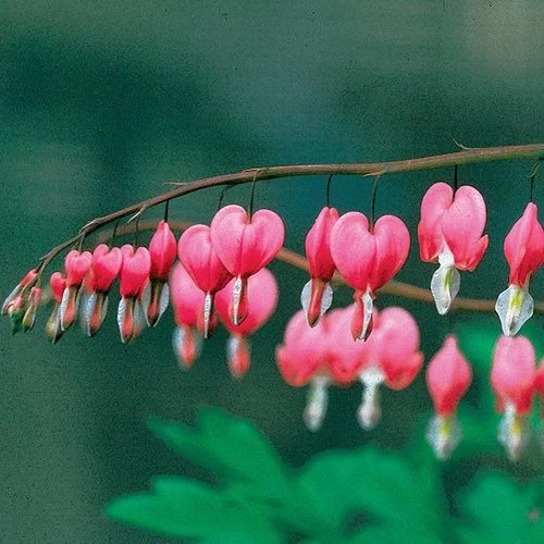 Dicentra Spectabilis 4 Dicentra Spectabilis - Image 2