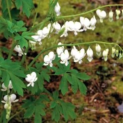 Dicentra 'Alba'