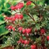 Dicentra Valentine® 2 Dicentra Valentine® -Botanical Bliss 26699