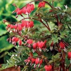 Dicentra Valentine®