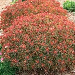 Euphorbia 'Bonfire'