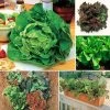 Best Lettuce Seed Collection -Botanical Bliss 26733
