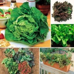 Best Lettuce Seed Collection