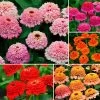 Park's Zinderella Zinnia Seed Collection -Botanical Bliss 26966