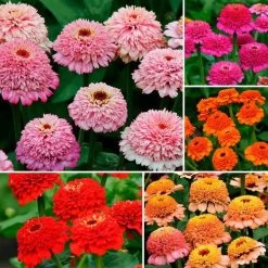 Park's Zinderella Zinnia Seed Collection