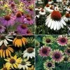 Park's Top Coneflower Seed Collection 1 Park's Top Coneflower Seed Collection -Botanical Bliss 27025