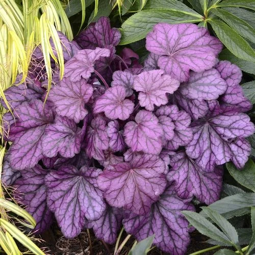 Heuchera Primo® 'Wild Rose' 3 Heuchera Primo® 'Wild Rose'