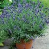 Lavandula Sweet Romance® -Botanical Bliss 27058