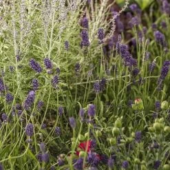 Lavandula Sweet Romance® -Botanical Bliss 27058 1