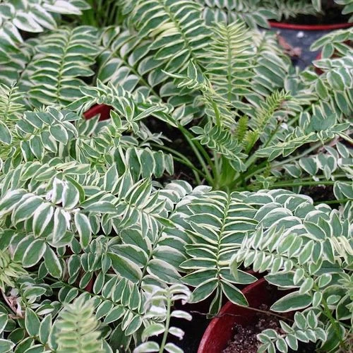 Brise D'Anjou™ Jacob's Ladder 4 Brise D'Anjou™ Jacob's Ladder - Image 2