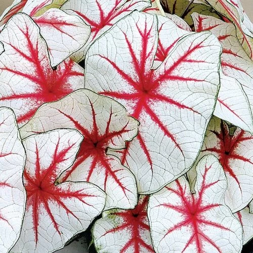 'Fiesta' Caladium Bulbs 3 'Fiesta' Caladium Bulbs