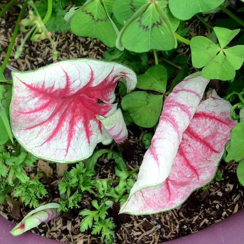'Fiesta' Caladium Bulbs 4 'Fiesta' Caladium Bulbs - Image 2