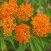 Butterfly Weed