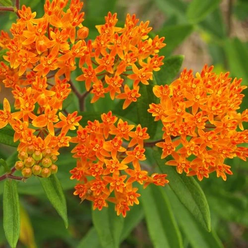 Butterfly Weed 3 Butterfly Weed