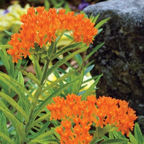 Butterfly Weed 4 Butterfly Weed - Image 2