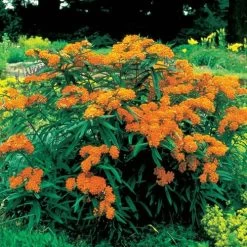 Butterfly Weed 8 Butterfly Weed -Botanical Bliss 27172 2