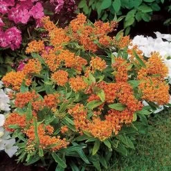 Butterfly Weed 9 Butterfly Weed -Botanical Bliss 27172 3