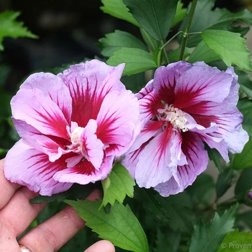 Hibiscus Purple Pillar® Rose Of Sharon 3 Hibiscus Purple Pillar® Rose Of Sharon