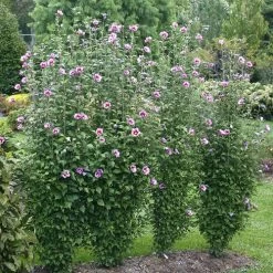 Hibiscus Purple Pillar® Rose Of Sharon 7 Hibiscus Purple Pillar® Rose Of Sharon -Botanical Bliss 27176 1