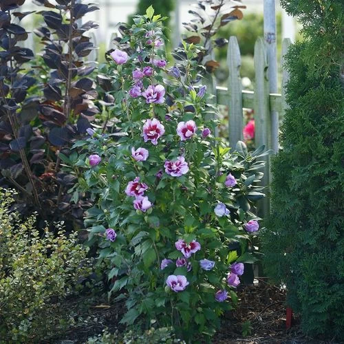 Hibiscus Purple Pillar® Rose Of Sharon 5 Hibiscus Purple Pillar® Rose Of Sharon - Image 3