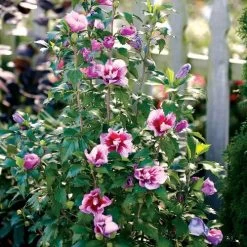 Hibiscus Purple Pillar® Rose Of Sharon 9 Hibiscus Purple Pillar® Rose Of Sharon -Botanical Bliss 27176 3