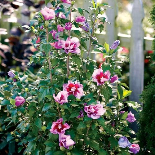 Hibiscus Purple Pillar® Rose Of Sharon 6 Hibiscus Purple Pillar® Rose Of Sharon - Image 4