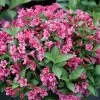 Weigela Snippet® Dark Pink -Botanical Bliss 27181