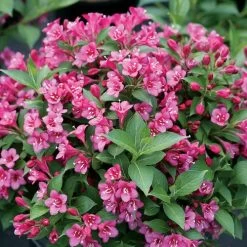 Weigela Snippet® Dark Pink