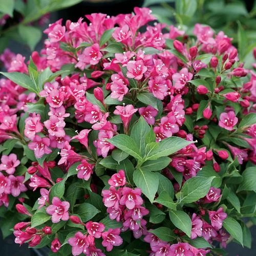Weigela Snippet® Dark Pink 3 Weigela Snippet® Dark Pink