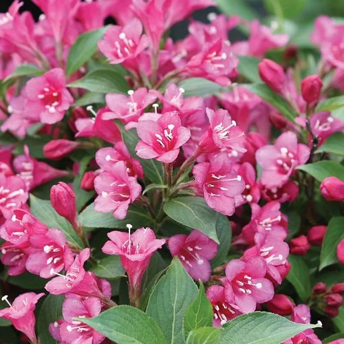 Weigela Snippet® Dark Pink 4 Weigela Snippet® Dark Pink - Image 2