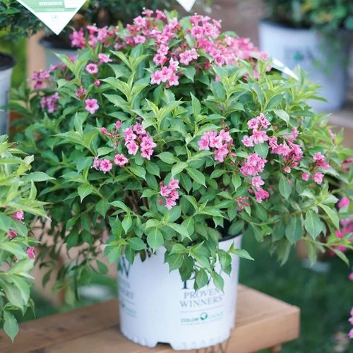 Weigela Snippet® Dark Pink 5 Weigela Snippet® Dark Pink - Image 3