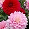 Naomi® And Prospero® Dahlia Mix Bulbs -Botanical Bliss 27188 PK 2