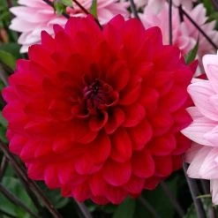 Naomi® And Prospero® Dahlia Mix Bulbs -Botanical Bliss 27188 PK 2 1