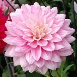Naomi® And Prospero® Dahlia Mix Bulbs -Botanical Bliss 27188 PK 2 2