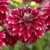 'Red Rock' Dahlia Bulb 2 'Red Rock' Dahlia Bulb -Botanical Bliss 27189