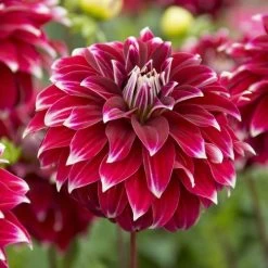 'Red Rock' Dahlia Bulb