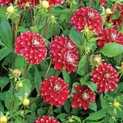 'Red Rock' Dahlia Bulb -Botanical Bliss 27189 2