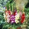 Glamini® Mixed Gladiolus Bulbs -Botanical Bliss 27192 pk 10