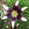'Netty's Pride' Asiatic Lily Bulbs -Botanical Bliss 27195 PK 3