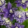 Clematis 'Taiga' -Botanical Bliss 27298