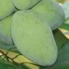 Asimina 'Potomac' PawPaw -Botanical Bliss 27313