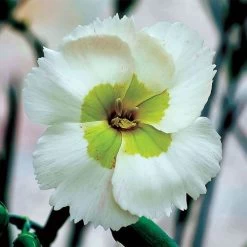Dianthus American Pie® 'Key Lime Pie'