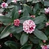 Daphne Odora Greenleaf Pink 2 Daphne Odora Greenleaf Pink -Botanical Bliss 27401