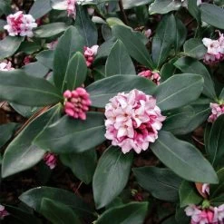 Daphne Odora Greenleaf Pink